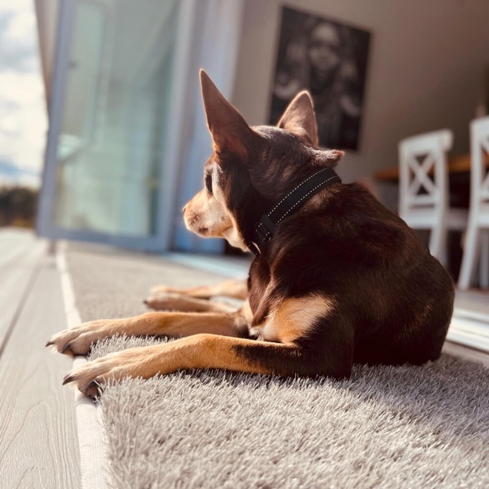 Dog themed doormats clearance australia