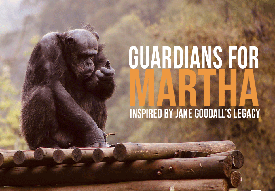 Celebrating Our Role as Guardians for Martha at Chimp Eden